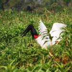 San Francisco pantanal garça