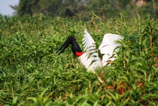 San Francisco pantanal garça