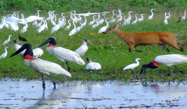 pantanal trip